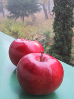イヴァ・ビトヴァーと赤いりんご